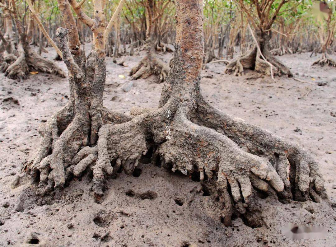 种植水笋致富_笋种植_致富笋种植水位多高