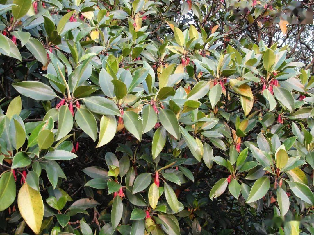 致富笋种植水位多高_种植水笋致富_笋种植