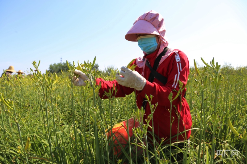 庆阳种植什么最赚钱_庆阳又农种植农民专业合作社_庆阳农民种植致富