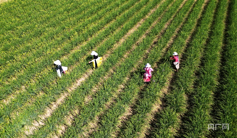 庆阳种植什么最赚钱_庆阳又农种植农民专业合作社_庆阳农民种植致富