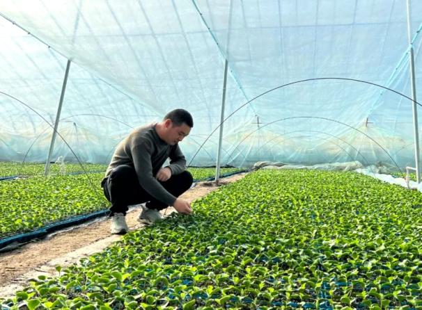 农业种植致富项目西瓜_种植西瓜致富项目_致富西瓜种植项目介绍