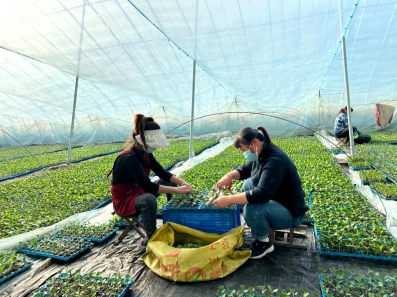 致富西瓜种植项目介绍_种植西瓜致富项目_农业种植致富项目西瓜