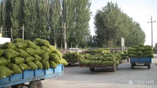 致富核桃增收种植技术视频_种植核桃增收致富_核桃致富经