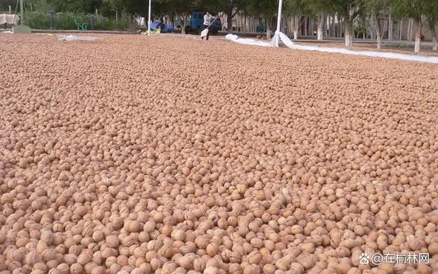 致富核桃增收种植技术视频_种植核桃增收致富_核桃致富经