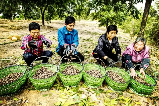 种植核桃增收致富_核桃致富报道_核桃致富经