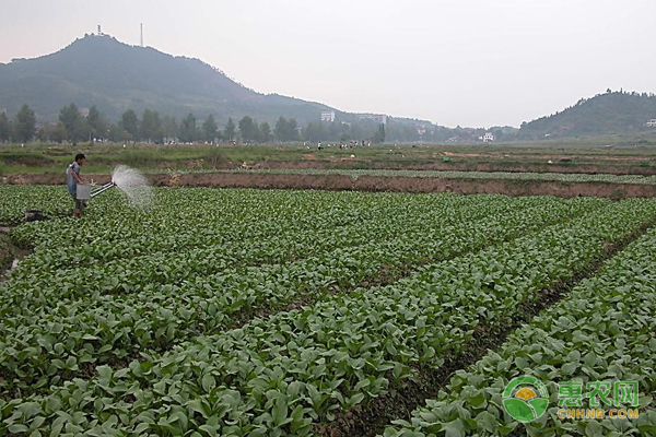 夏天可以种什么蔬菜