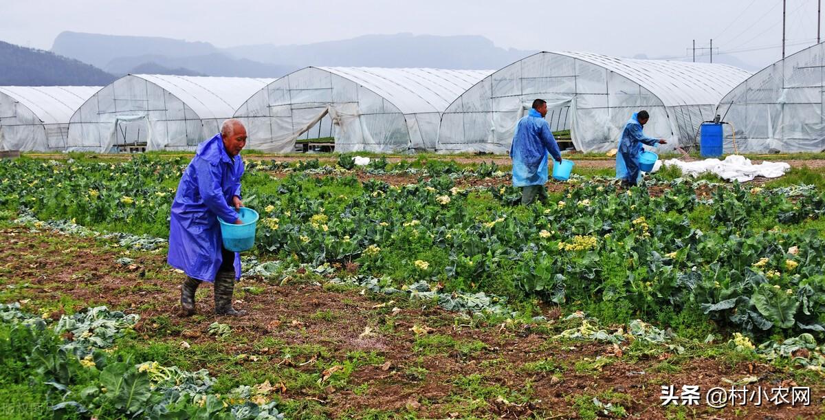 农村致富项目养殖业_农村致富养殖项目大全_养殖农村致富项目