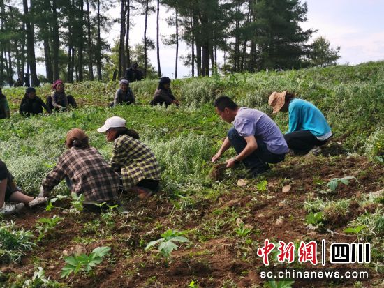 胡东旭与村民一起种植中药材。西南医科大学供图