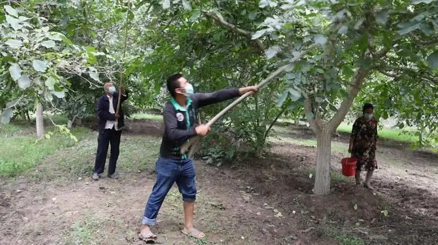 致富核桃增收种植视频_种植核桃增收致富_核桃致富经