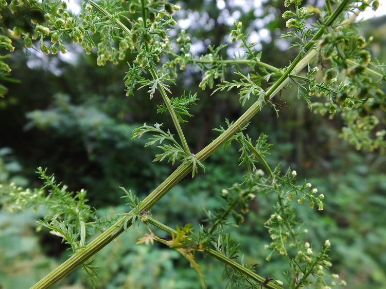 黄花蒿 （菊科蒿属一年生草本植物）