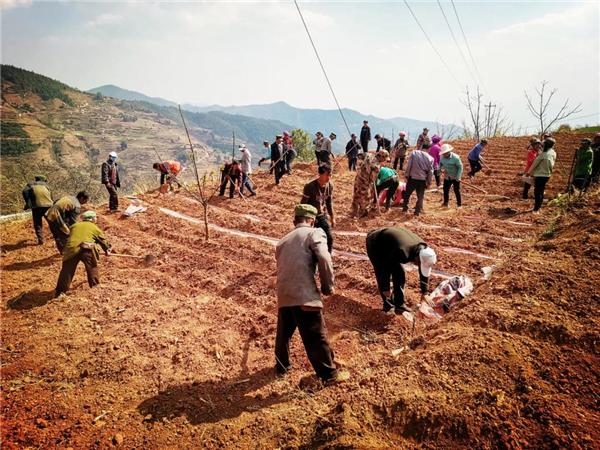 出得了村，进得了城，土山药成了村民“致富宝”