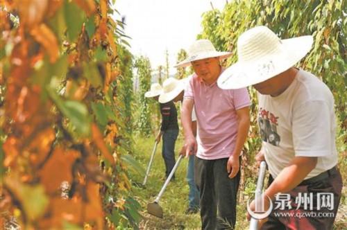 淮山种植成本_致富种植淮山视频_淮山种植致富