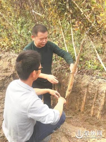 致富种植淮山视频_淮山种植成本_淮山种植致富