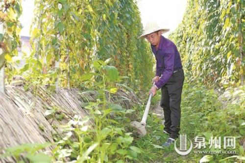 淮山种植成本_淮山种植致富_致富种植淮山视频