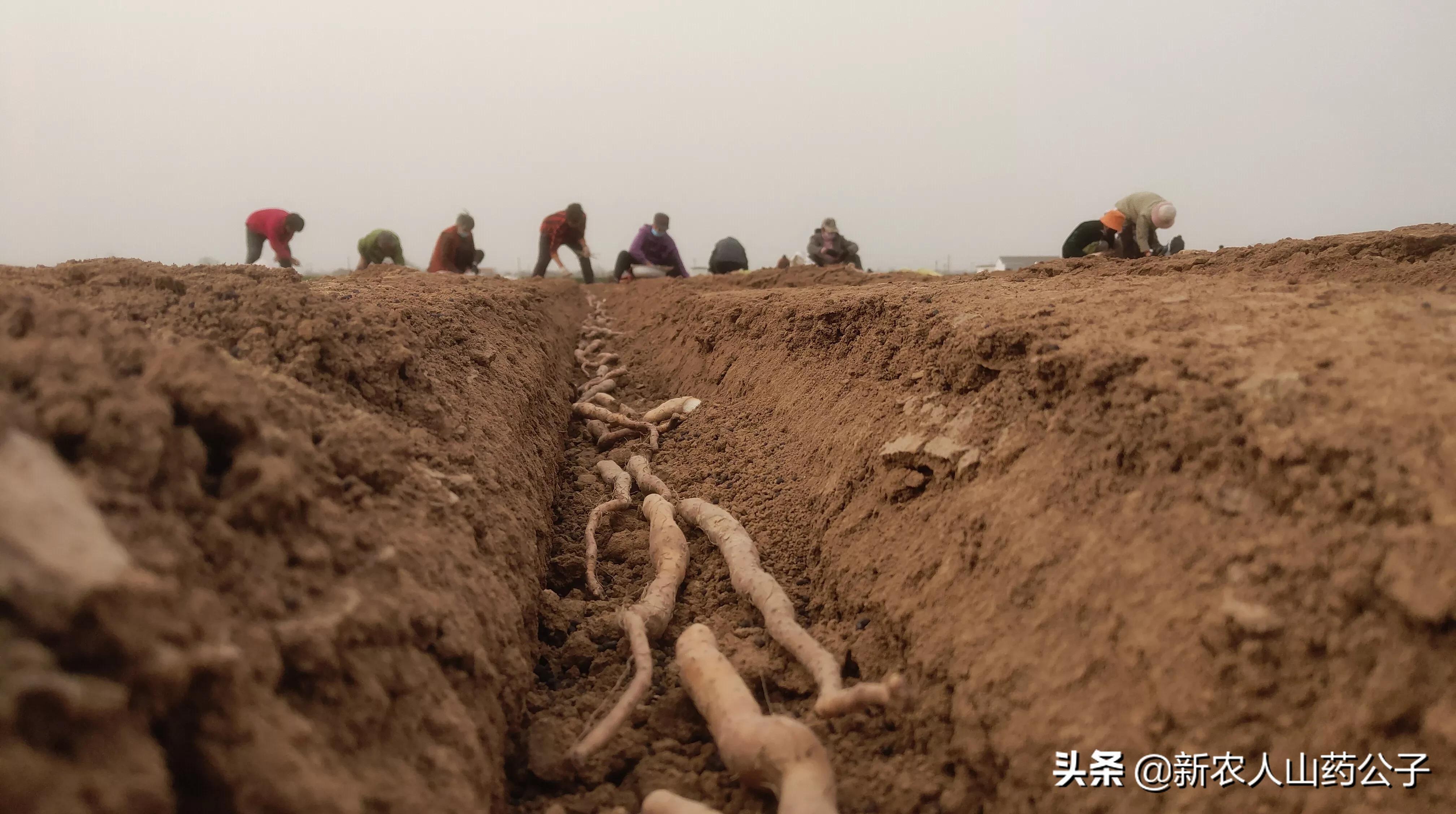 致富种植淮山图片_淮山种植致富_淮山种植成本