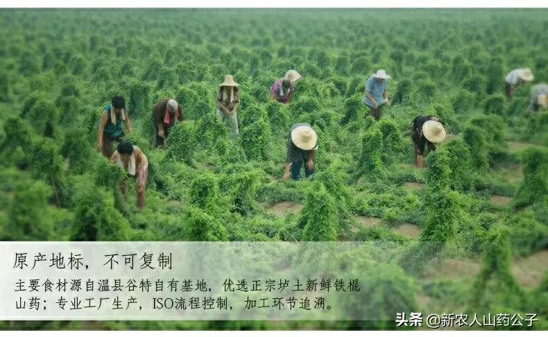 淮山种植致富_淮山种植成本_致富种植淮山图片