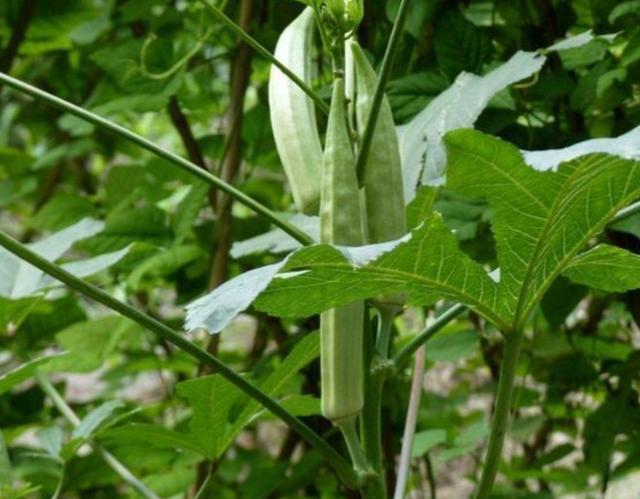 家庭内种植致富_致富种植家庭内容怎么写_致富种植家庭内容介绍