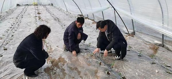 土豆拱棚山西种植技术与管理_土豆拱棚山西种植技术视频_山西拱棚土豆种植技术