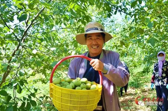 致富核桃增收种植视频_核桃致富报道_种植核桃增收致富