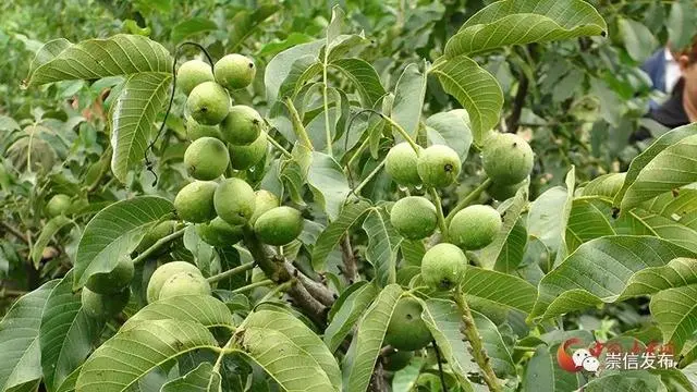 核桃致富报道_种植核桃增收致富_致富核桃增收种植视频