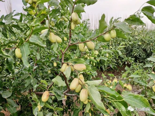 种植茴香的方法_茴香的种植法_小茴香种植技术图片