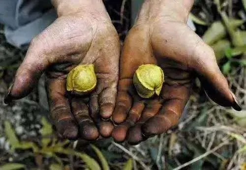 致富核桃增收种植视频_核桃致富经_种植核桃增收致富