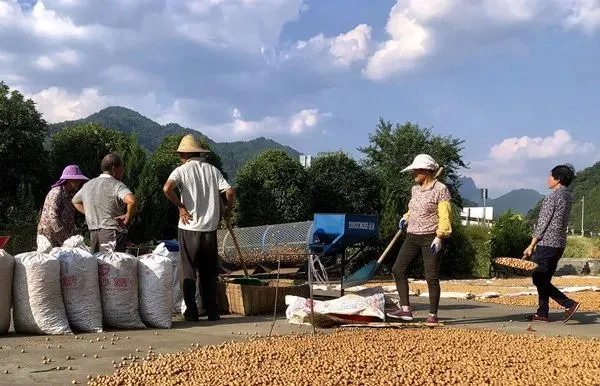 致富核桃增收种植视频_种植核桃增收致富_核桃致富经