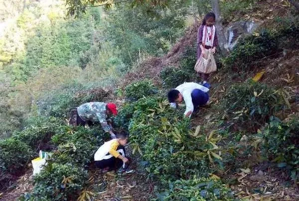 致富核桃增收种植视频_种植核桃增收致富_核桃致富经