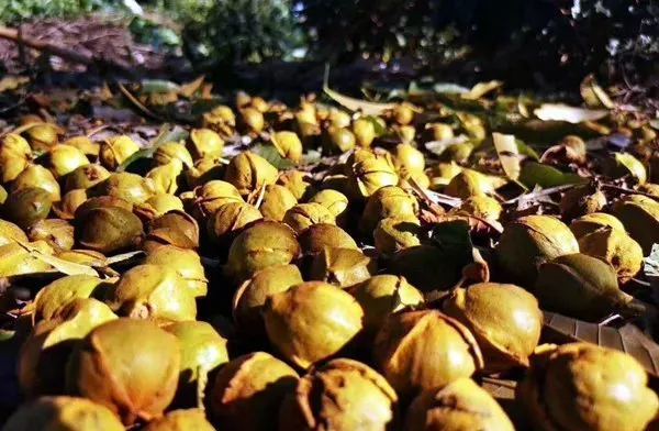 种植核桃增收致富_核桃致富经_致富核桃增收种植视频