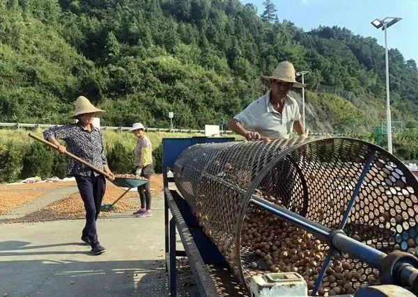 种植核桃增收致富_致富核桃增收种植视频_核桃致富经