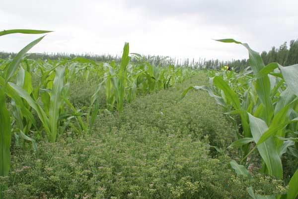 小茴香（孜然）种植——新疆小茴香高产种植技术