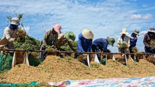 致富种植家庭内容介绍_家庭内种植致富_致富种植家庭内容简介