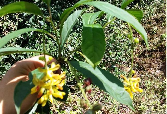 黄花种植技术视频_黄花种植技术及效益_黄花种植技术