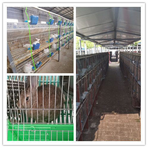 湖南省浏阳市哪里有种兔养殖场包回收