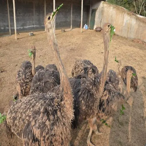 致富种植视频全集_种植致富经_无本钱种植致富