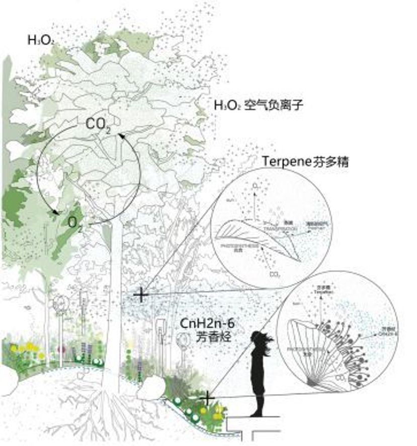 唐菖蒲种子种植技术_唐菖蒲种子图片_唐菖蒲的种子什么时候采收