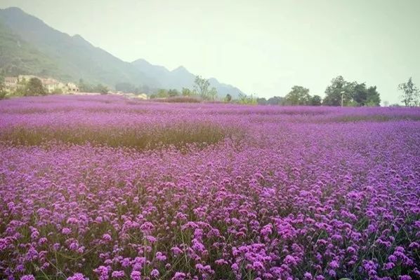 唐菖蒲的种子什么时候采收_唐菖蒲种子图片_唐菖蒲种子种植技术