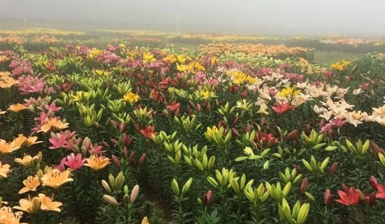 唐菖蒲的种子什么时候采收_唐菖蒲种子图片_唐菖蒲种子种植技术