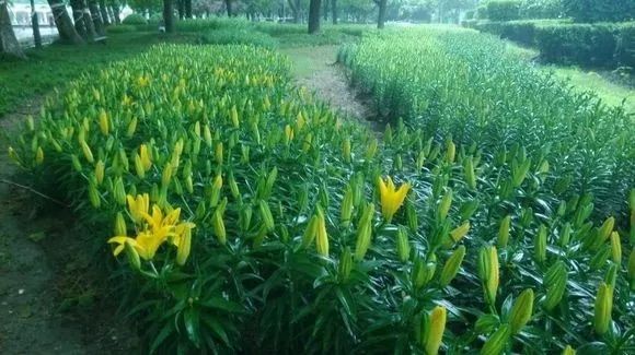 唐菖蒲的种子什么时候采收_唐菖蒲种子图片_唐菖蒲种子种植技术