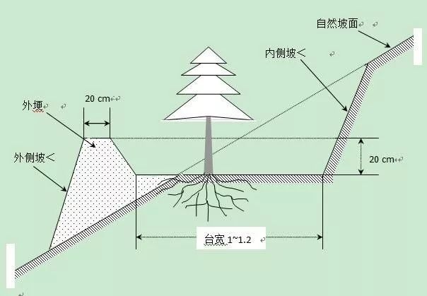 唐菖蒲种子图片_唐菖蒲种子种植技术_唐菖蒲的种子什么时候采收