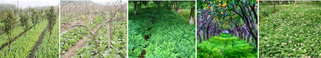 唐菖蒲种子图片_唐菖蒲种子种植技术_唐菖蒲的种子什么时候采收