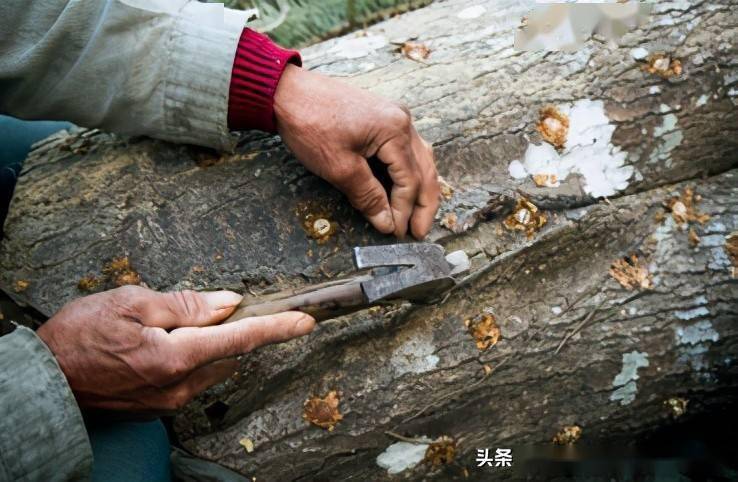 科技苑香菇种植技术视频播放_种植香菇新技术_科技苑香菇种植技术