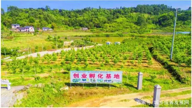 致富种植杏子图片_杏子怎么种植致富_杏子种植条件