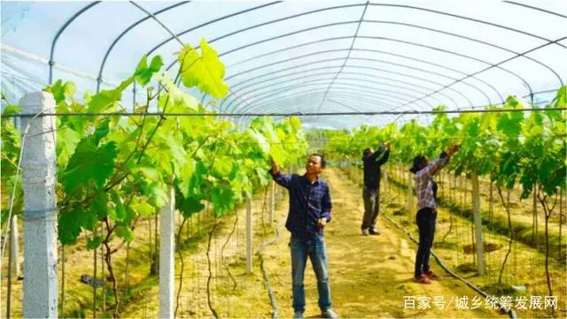 杏子种植条件_杏子怎么种植致富_致富种植杏子图片