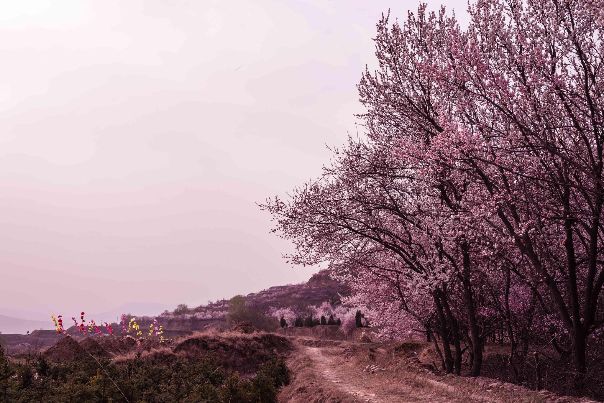 杏子怎么种植致富_杏子种植技术_杏子种植几年结果