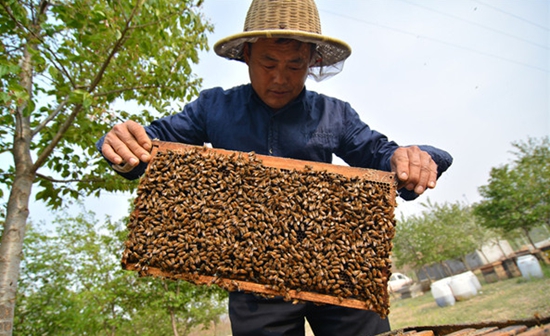 职业养蜂人刘加善的致富经