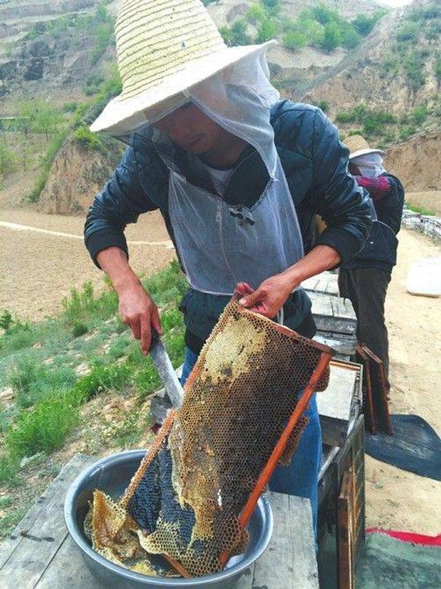 致富木桶养蜂技术如何_木桶养蜂怎么找蜂王_致富经木桶养蜂技术