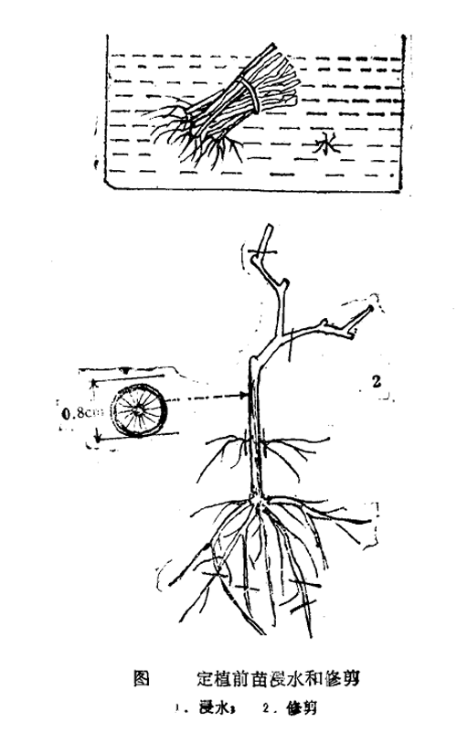 黑葡萄种植方法时间_黑葡萄种植技术_葡萄种植新技术