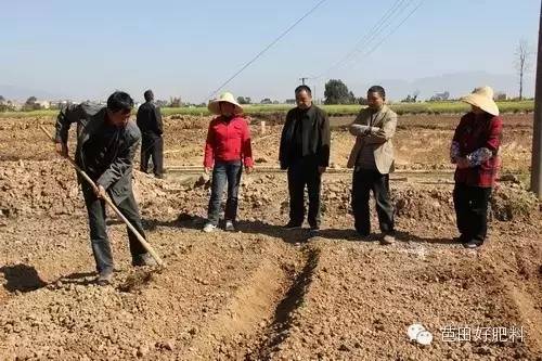 黑葡萄种植技术_黑葡萄种植方法时间_葡萄种植新技术