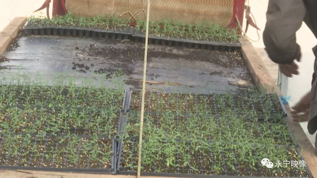 讲解种植瓜瓜技术教案_讲解种植瓜瓜技术视频_瓜瓜种植技术讲解